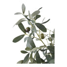 Olive Tree by EMIRELLE
