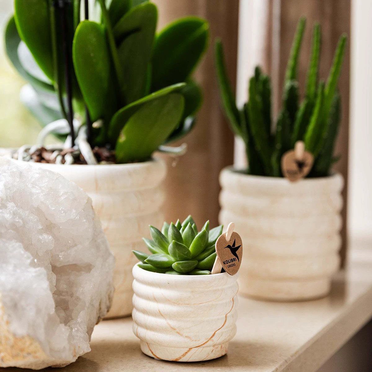 Hummingbird Company | Plant set Slow Living small | White Phalaenopsis Orchid Lausanne and Succulent incl. ceramic decorative pots on white organic tray by Kolibri Company