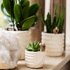 Hummingbird Company | Plant set Slow Living small | White Phalaenopsis Orchid Lausanne and Succulent incl. ceramic decorative pots on white organic tray by Kolibri Company