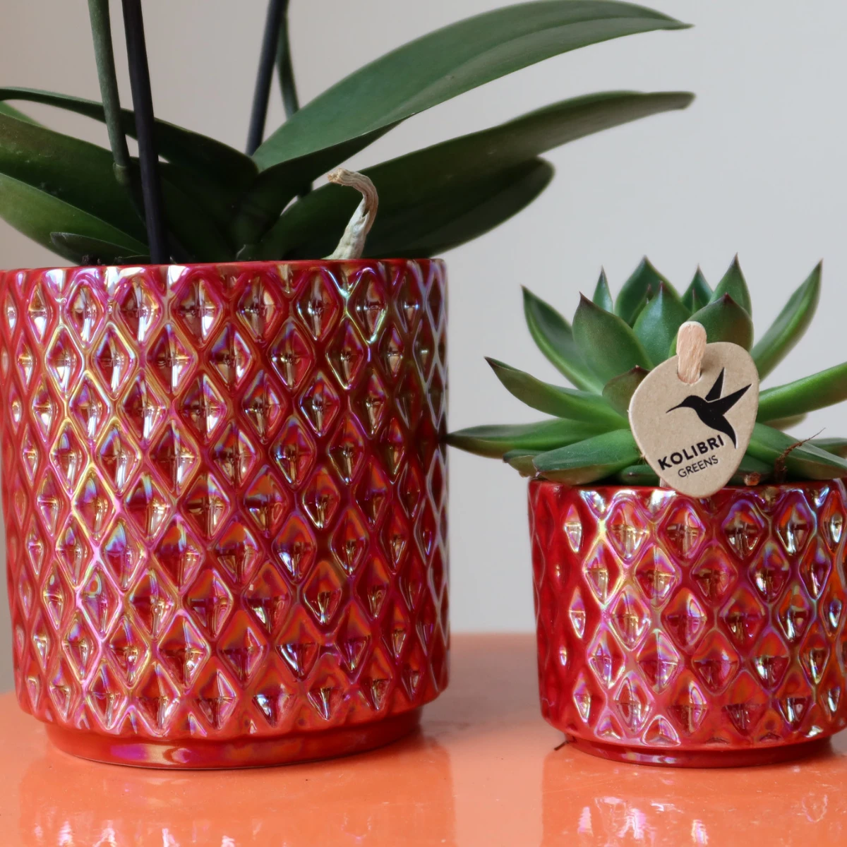 Kolibri Orchids | rode phalaenopsis orchidee Congo + Diamond Pearl Pot rood - potmaat Ø9cm | bloeiende kamerplant - vers van de kweker by Kolibri Company