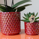 Kolibri Orchids | rode phalaenopsis orchidee Congo + Diamond Pearl Pot rood - potmaat Ø9cm | bloeiende kamerplant - vers van de kweker by Kolibri Company