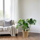 Monstera In Natural Basket - Ø21cm - ↕60cm by MEERgroothandel Planten