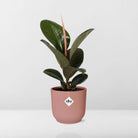 Ficus Elastica 'Robusta' in ELHO Vibes Fold 14cm pink by MEERgroothandel Planten