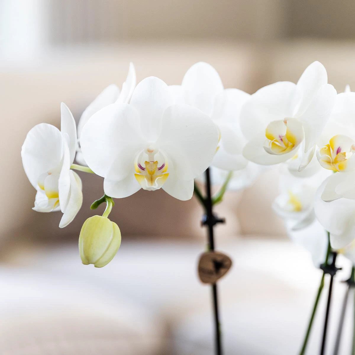 Kolibri Orchids - Surprise box mix - plant discount box - surprise box with 4 different orchids 12cm - fresh from the grower by Kolibri Company