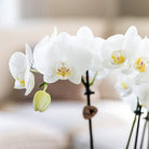 Kolibri Orchids - Surprise box mix - plant discount box - surprise box with 4 different orchids 12cm - fresh from the grower by Kolibri Company
