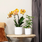 Kolibri Orchids I COMBI DEAL of 2 Phalaenopsis orchids - Las Vegas - pot size Ø12cm | flowering houseplant - fresh from the grower by Kolibri Company