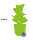 Ficus lyrata ‘Bambino’ im ELHO Vibes Fold 14 cm, gelb, von MEERgroothandel Pflanzen