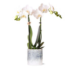 Colibr Orchids | weiße Phalaenopsis-Orchidee – Amabilis + Sky-Topf – Topfmaß Ø9 cm | blühende Zimmerpflanze im Blumentopf – frisch vom Züchter von Kolibri Company