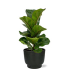 Ficus Lyrata - Ø12cm - ↕30cm + Potenza Pot D13x11cm - Black by MEERgroothandel Planten