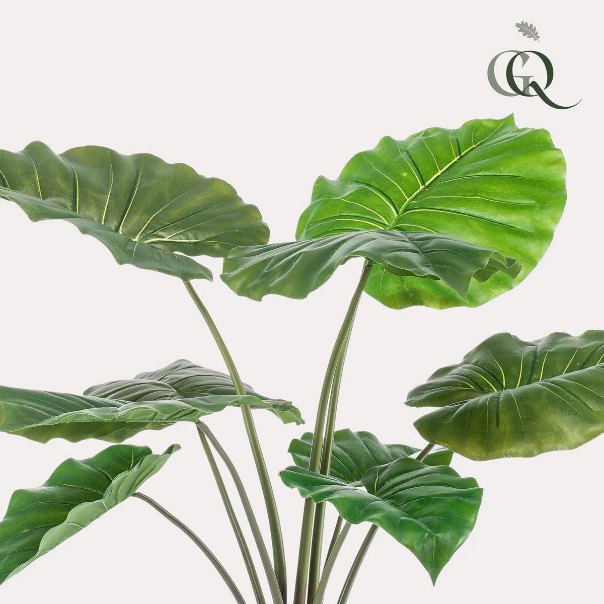 Art plant - Alocasia - Elephants ear - 70 cm by Green boutiQ