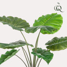 Art plant - Alocasia - Elephants ear - 70 cm by Green boutiQ