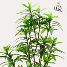 Art plant - Dracaena - Dragon tree - 130 cm by Green boutiQ