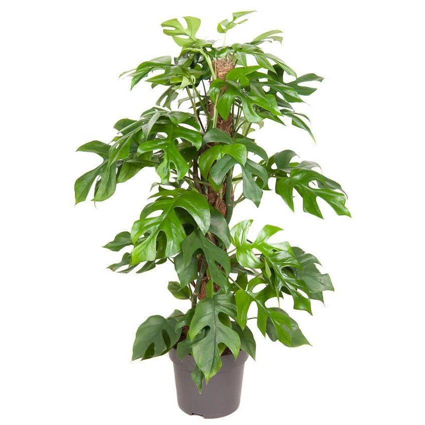 Monstera Minima - Ø19cm - ↕80cm by MEERgroothandel Planten