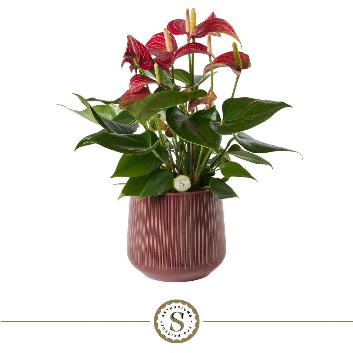 Burgundy Livium by Blooming Luxury