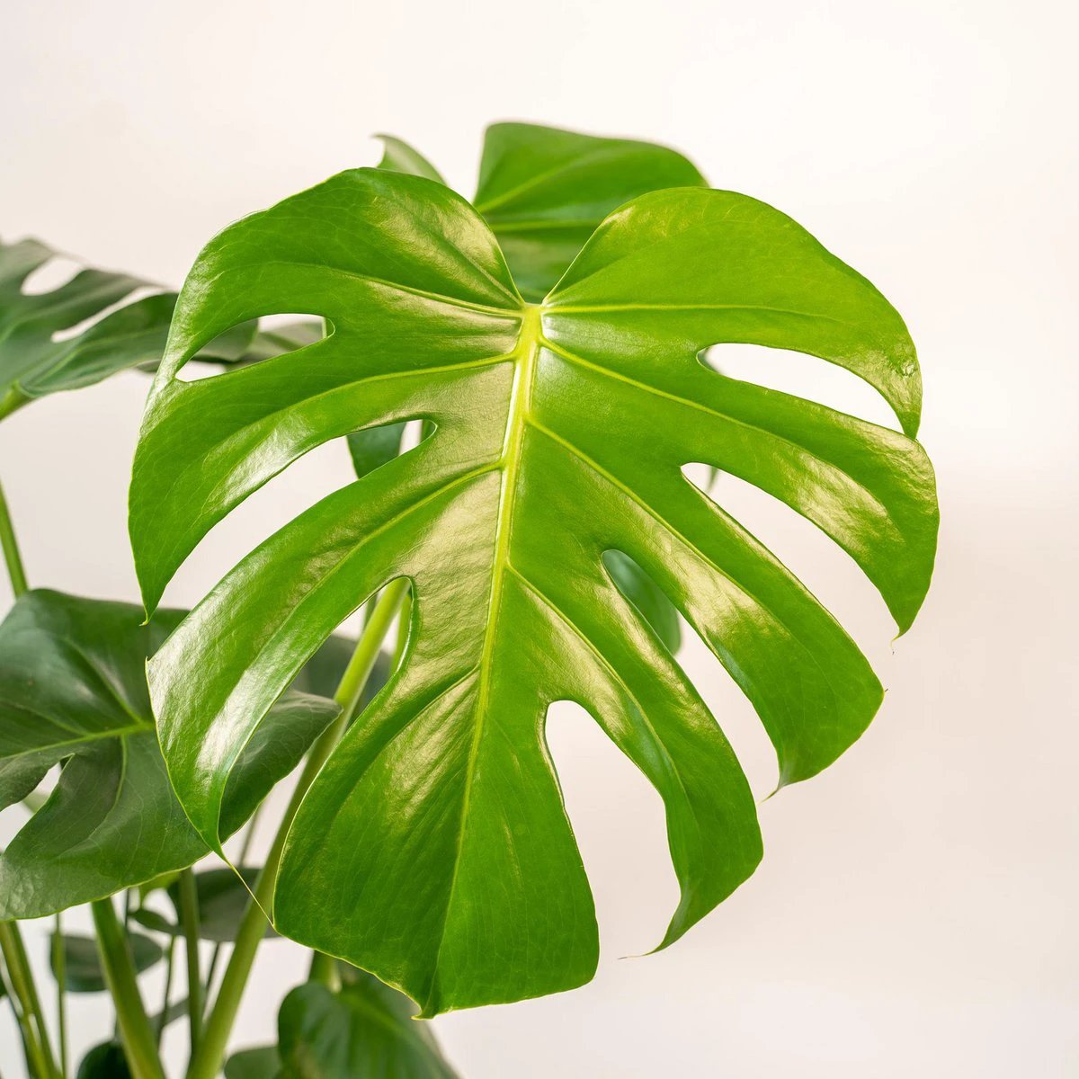 Monstera Deliciosa - ↨80cm - Ø21cm + Topf Mayk Gold von MEERgroothandel Planten
