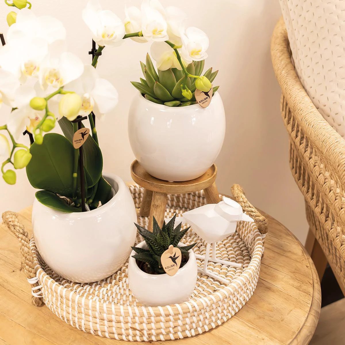 Hummingbird Home | Bowl flower pot - White ceramic decorative pot - pot size Ø9cm by Kolibri Company