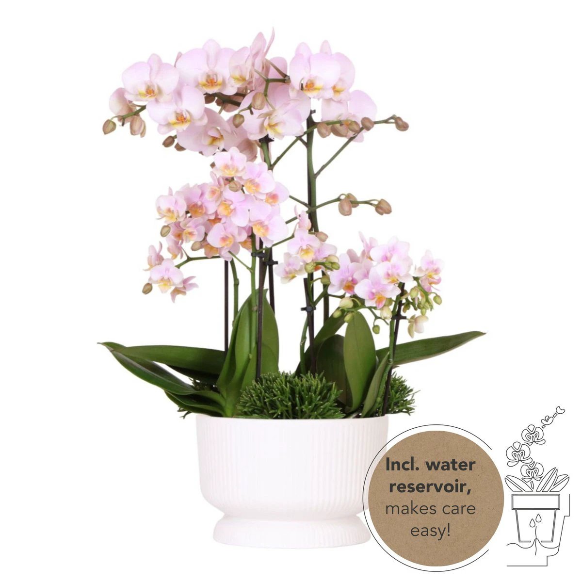 Hummingbird Orchids | pink plant set in Diabolo white dish incl. water reservoir | three pink orchids and three green plants | Field Bouquet pink with self-sufficient water reservoir by Kolibri Company