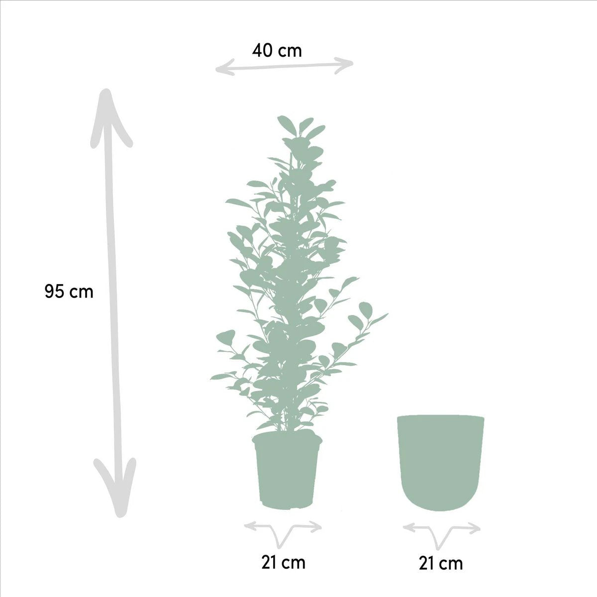 Ficus microcarpa Moclame – ↨95 cm – Ø21 cm + Topf Mayk Gold von MEERgroothandel Planten