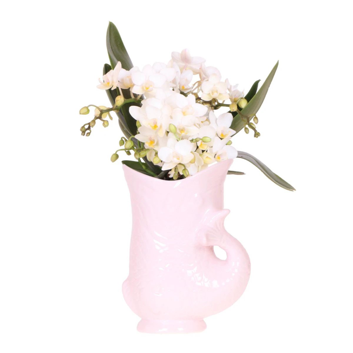 Hummingbird Orchids | White orchid 'Nazaré' + Fish pot pink - pot size Ø9cm | flowering houseplant - fresh from the grower by Kolibri Company