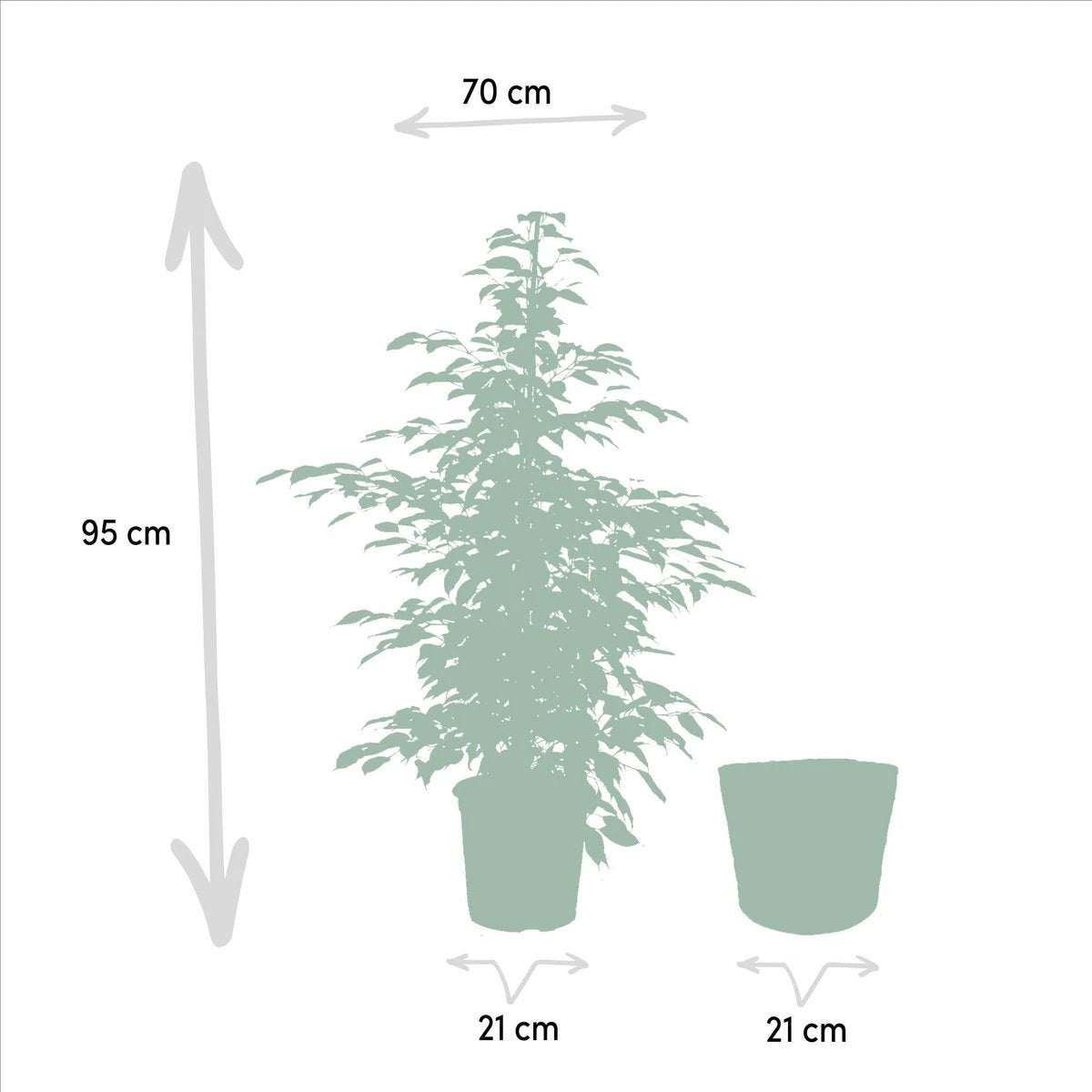 Ficus benjamina Dämmerung - ↨95cm - Ø21cm + Korb Igmar von MEERgroothandel Planten