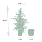 Ficus benjamina Dämmerung - ↨95cm - Ø21cm + Korb Igmar von MEERgroothandel Planten