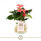 Anthurium Aqua Roots Pink Champion by Blooming Luxury