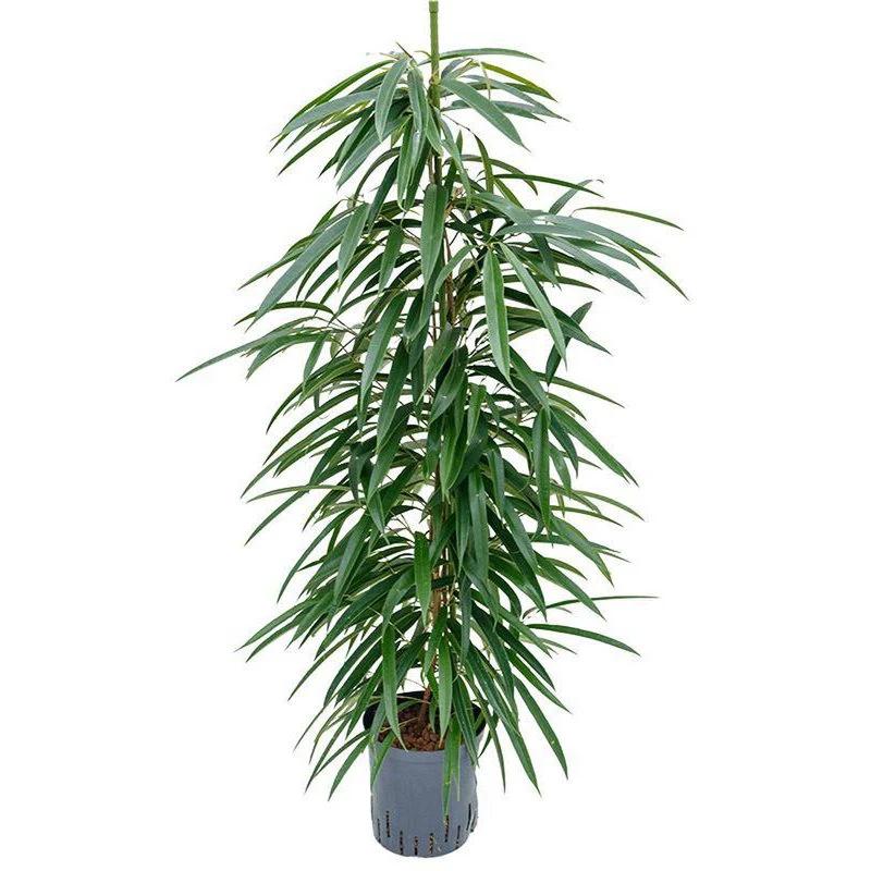 Ficus Binnendijkii 'Alii' (Hydro) – Ø18 cm – ↕110 cm von MEERgroothandel Planten