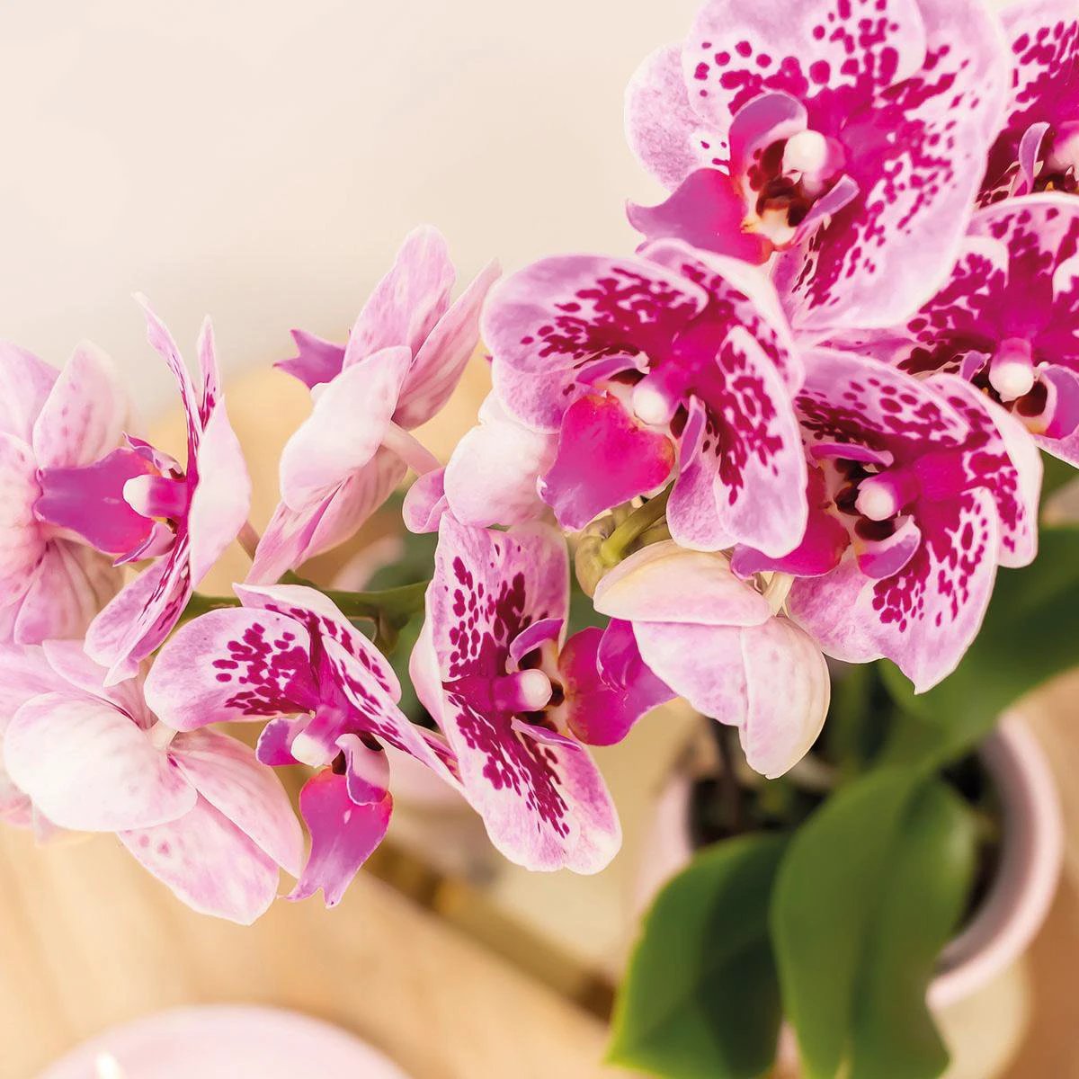 Hummingbird Orchids | COMBI DEAL of 4 pink purple phalaenopsis orchids - El Salvador - pot size Ø9cm | flowering houseplant - fresh from the grower by Kolibri Company