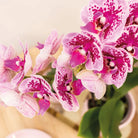 Hummingbird Orchids | COMBI DEAL of 4 pink purple phalaenopsis orchids - El Salvador - pot size Ø9cm | flowering houseplant - fresh from the grower by Kolibri Company