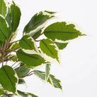 Artificial plant Ficus natasja Green by Mica Decorations