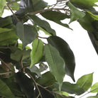 Artificial plant Ficus Green by Mica Decorations