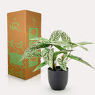 Kunstpflanze – Calathea Dots – Schattenpflanze – 38 cm von Green boutiQ