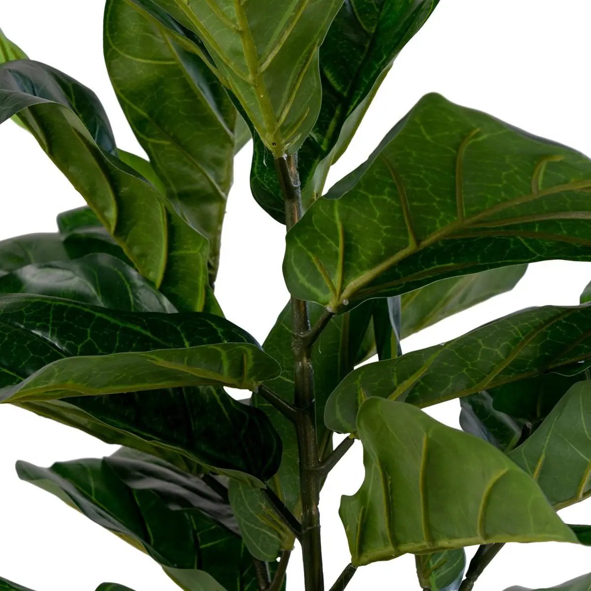 Fiddle Leaf Tree - Green, PE Plastic/Polyester/Cement, 36x46x100 cm by EMIRELLE