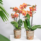 Kolibri Orchideen | Kombi-Angebot mit 2 orangefarbenen Phalaenopsis-Orchideen – Bolzano – Topfgröße Ø9 cm, blühende Zimmerpflanze – Frisch vom Züchter von Kolibri Company