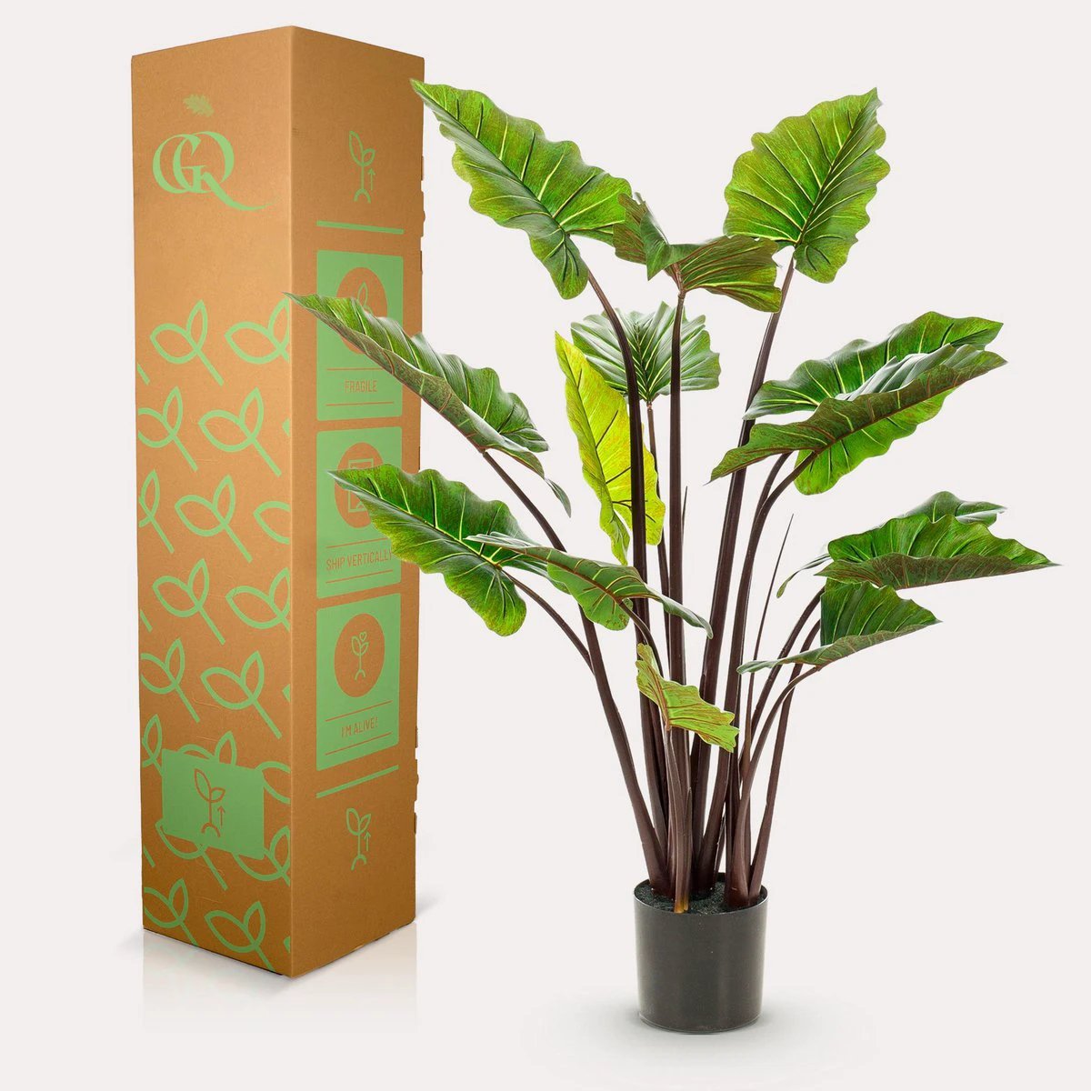 Art plant - Colocasia Pink China - Elephants ear - 130 cm by Green boutiQ