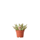 Kolibri Greens | Green Plant - Succulent Echeveria Miranda Potmaat Ø6cm | green houseplant - fresh from the grower by Kolibri Company