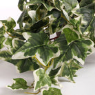 Artificial hanging plant Ivy Green by Mica Decorations