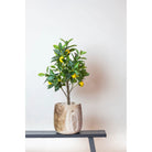Art plant - Citrus Limonia - Citroenboom - 75 cm by Green boutiQ