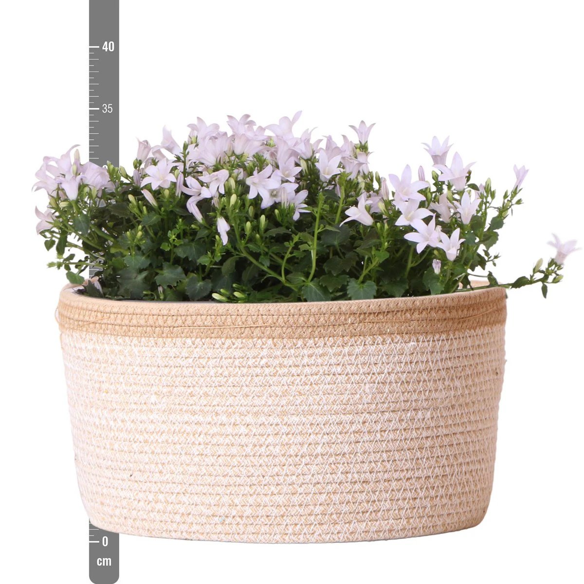 Campanula Addenda Ambella Weiß – Baumwollschale mit Campanula mit Bewässerungssystem – 3 Stück – Glockenblume Weiß – Topfgröße 12 cm – Innen & Außen von Kolibri Company