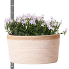 Campanula Addenda Ambella Weiß – Baumwollschale mit Campanula mit Bewässerungssystem – 3 Stück – Glockenblume Weiß – Topfgröße 12 cm – Innen & Außen von Kolibri Company
