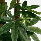 Artificial plant Pachira Green by Mica Decorations