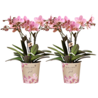 Kolibri Orchids I COMBI DEAL of 2 old pink Phalaenopsis orchids - Treviso - pot size Ø12cm | flowering houseplant - fresh from the grower by Kolibri Company