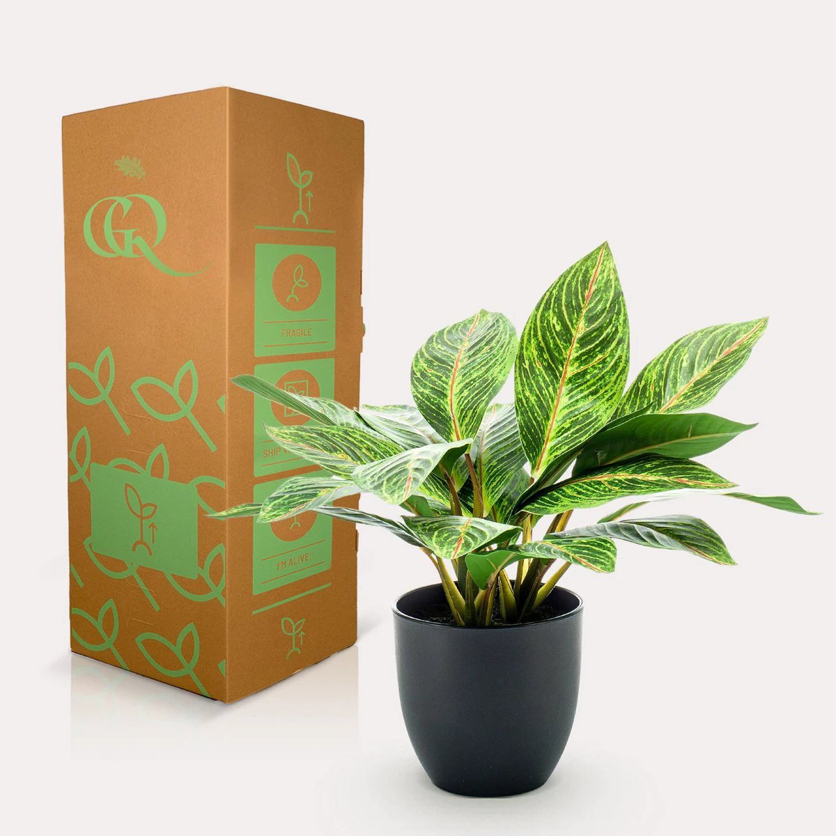 Kunstpflanze – Croton Codiaeum – Wunderstrauch – 38 cm von Green boutiQ