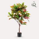 Art plant - Croton Codiaeum - Wonder bush - 120 cm by Green boutiQ