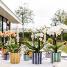 Kolibri Orchids | witte phalaenopsis orchidee Lausanne + Painted Stripe sierpot turquoise - potmaat Ø9cm | bloeiende kamerplant - vers van de kweker by Kolibri Company