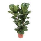 Ficus Lyrata - Ø27cm - ↕100cm by MEERgroothandel Planten