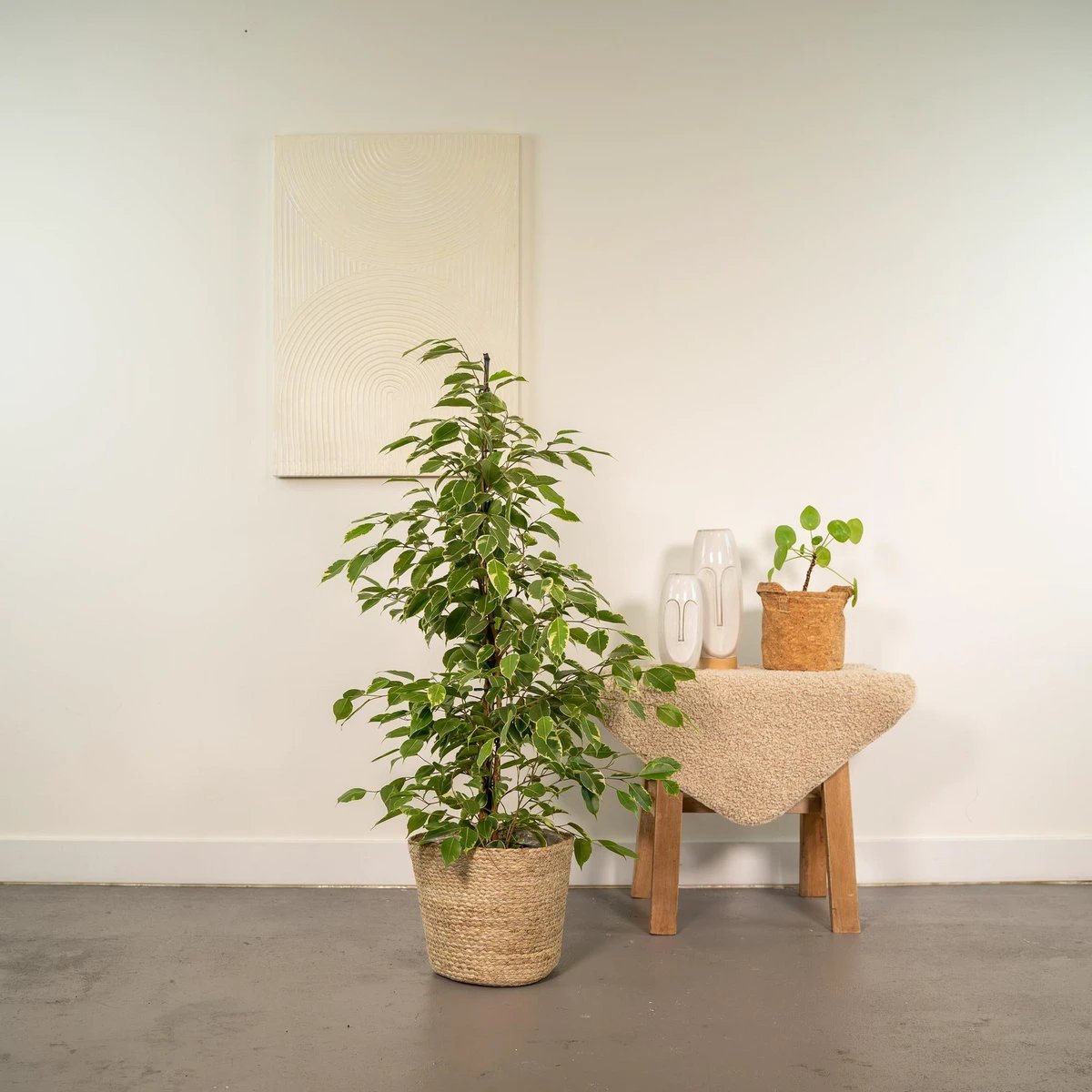 Ficus benjamina Goldenking - Ø21cm - ↕95cm + Mand Selin by MEERgroothandel Planten