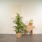 Ficus benjamina Goldenking - Ø21cm - ↕95cm + Mand Selin by MEERgroothandel Planten