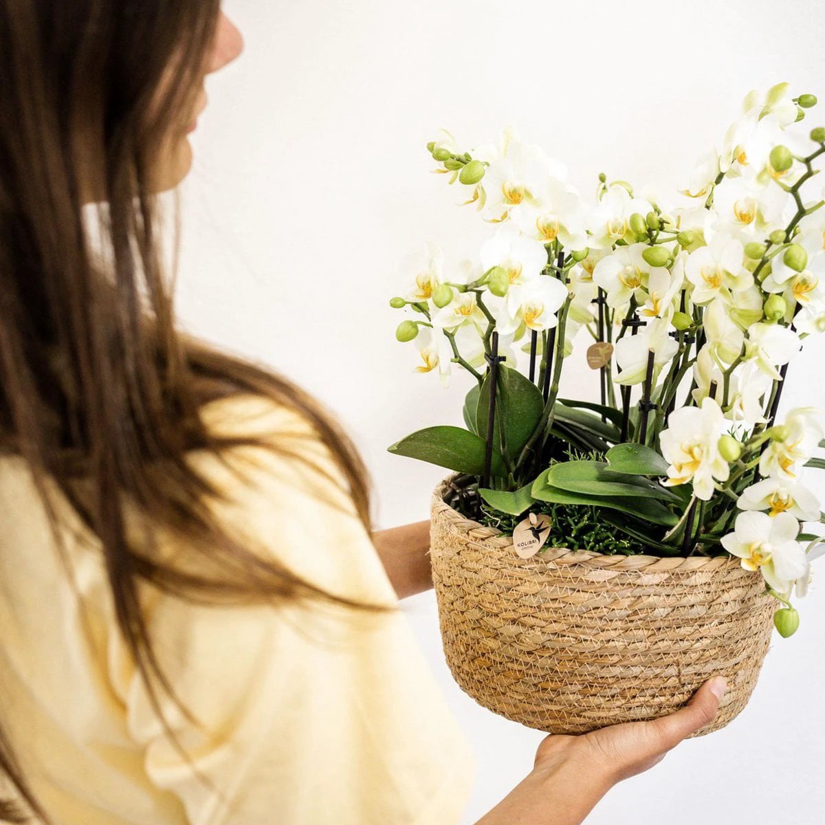 Kolibri Home - Inlay with water reservoir with watering wicks for orchid bowl - watering system for orchids Ø25cm - 1x12 + 2x9 - Field Bouquet + 3x watering wicks by Kolibri Company