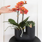 Hummingbird Orchids | Set of orange orchid Bolzano and succulent in Tube decorative pot black - pot size Ø9cm | flowering houseplant - fresh from the grower by Kolibri Company